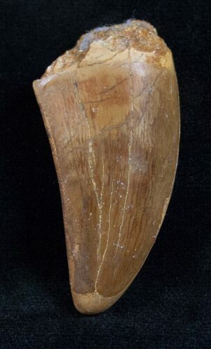 Thick Carcharodontosaurus Tooth - Good Quality #13641